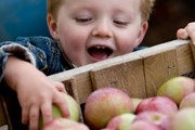 На фестивале можно попробовать 15 сортов яблок. // iStockphoto