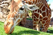 В зоопарке впервые появились жирафы. // gnuhaus.com