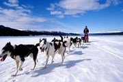 Гонки на собачьих упряжках - одно из развлечений зимой на Байкале. // go-baikal.ru