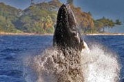 Посмотреть на китов на остров Мауи приезжает множество туристов. // hawaiilifeofluxury.com