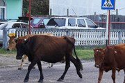 Коровы на улицах Аджарии - привычное явление. // Newsgeorgia