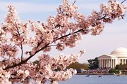 Тысячи вишневых деревьев цветут в столице США. // toptravelist.com