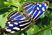 Бабочки в музее летают свободно. // sadbabochek.ru