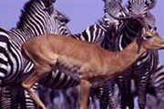 Природные парки - визитная карточка Танзании. // tanzaniaparks.com