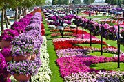 Цветы со всего мира высажены в парке Ain Paradise. // alainparadise.com