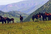 Карачаевская - одна из самых известных пород лошадей на Кавказе. // kchr.info