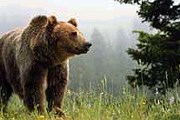 В брачный период медведям лучше не мешать. // outdoors.ru