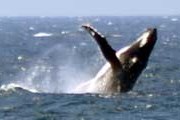 Китов у берегов Австралии можно будет увидеть в течение всей зимы. // Mark Doyle