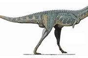 Карнотавр - хищный динозавр, живший в меловой период. // Wikipedia