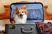 Отели Праги - самые гостеприимные к путешественникам с животными. // thepoop.com
