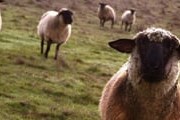 Овцы уничтожают экосистему степей. // manywallpapers.com