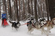 В Костроме проходят заезды на собачьих упряжках. // РИА "Новости"