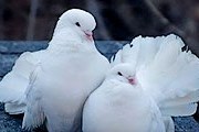 Мошенники обманывали туристов с помощью голубей. // marry-online.ru