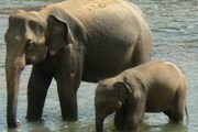 Предположительно, на Шри-Ланке обитает около четырех тысяч слонов. // puresrilanka.com