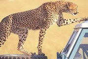 Кения предлагает близкое знакомство с дикой природой. // exodus.co.uk