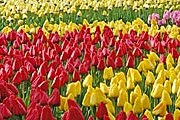 Лучшие тюльпаны из Кёкенхофа можно вырастить дома. // keukenhof.nl