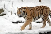 Акция поможет леопардам и тиграм на Дальнем Востоке. // ecozoom.org