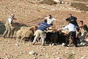 Туристы научатся пасти овец. // neot-kedumim.org.il