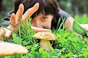 В Тверской области предлагают туры за грибами. // forum.mamka.ru