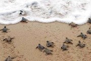 Молодых черепашек выпустят в море. // playasmichoacan.com