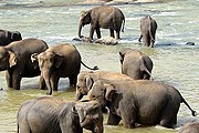 Купание слонов в питомнике Pinnawela // wikipedia.org