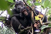 Лес Гишвати – достопримечательность Руанды. // desmoinesregister.com