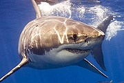Большая белая акула – опасный хищник. // theredsea.ru