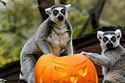 В зоопарке Праги отпразднуют Хеллоуин. // worldzootoday.com