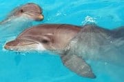 Дельфины нуждаются в спасении. // worldwildlife.org