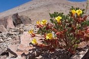 В пустыне представлено более 200 эндемичных видов растений. // atacamaphoto.com