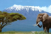 Помимо сафари, Кения хочет привлекать туристов фестивалями. // safarisonline.co.uk