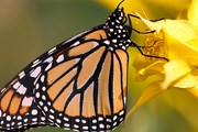 Зимовье бабочек в Мексике включено в список ЮНЕСКО. // macro-photo.org