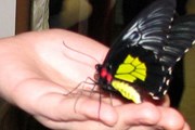Живые бабочки - в числе экспонатов. // mybb.ru