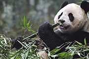Гигантские панды привлекают туристов в Эдинбург. // AP