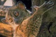 Лемурам на Мадагаскаре грозит опасность. // floranimal.ru