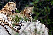 Леопарды в национальном парке Яла // wikipedia.org
