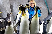 Пингвины поселятся в искусственном горнолыжном комплексе Ski Dubai. // chatru.com