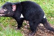 Тасманийский дьявол – вымирающее животное. // iStockphoto / pamspix