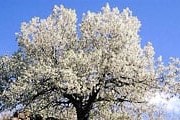 Праздник цветущей вишни пройдет в Испании. // quemellevodeviaje.com