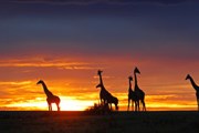 Кения - земля разнообразия дикой природы. // iStockphoto / Frank Stober