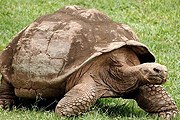 Гигантские черепахи Галапагосских островов – вымирающий вид. // fanpop.com