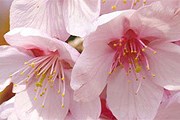 Сакура цветет с середины марта по май. // visitjapan.ru