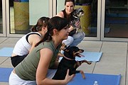 Постояльцы отеля могут заниматься йогой с собаками бесплатно. // hotelchatter.com
