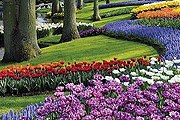 Парк Кёкенхоф – самый известный в Нидерландах. // keukenhof.nl