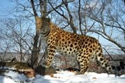 В природе осталось лишь 35 дальневосточных леопардов. // rhythmjournal.com