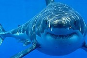 В океанариуме будут кормить акул с рук. // hoax-slayer.com