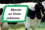 Кроме того, на коровах разместят рекламу. // montenegro-today.com