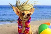 Пляж для собак откроется в Гдыне. // inmycommunity.com.au