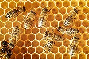 Пчелы снабжают медом постояльцев отеля. // iStockphoto / vikif