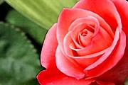 В Риме выберут самую красивую розу. // balidailyphoto.com